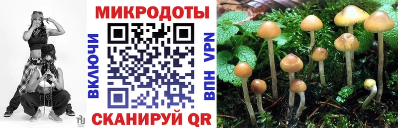 Купить где  Жирновск  Галлюциногенные грибы Psilocybine cubensis 